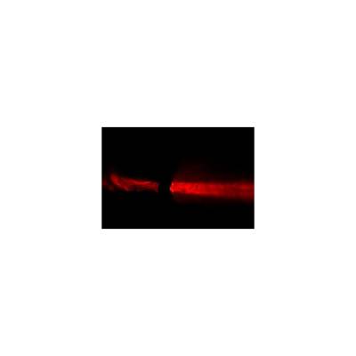 Blade İki Taraflı Beam Spot 6x10W - 2